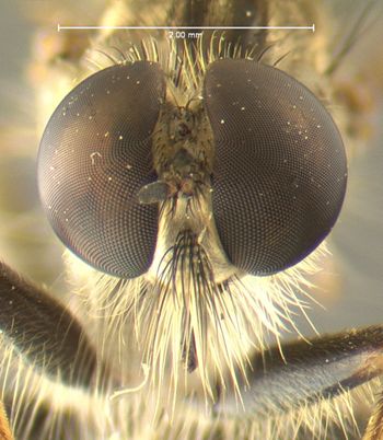 Media type: image;   Entomology 13474 Aspect: head frontal view